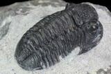 Gerastos Trilobite Fossil - Morocco #87565-3